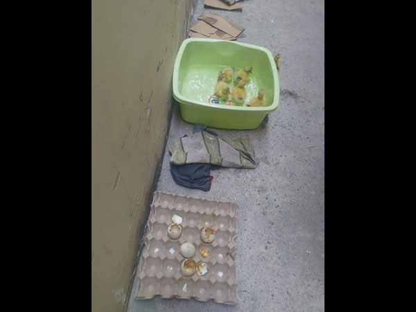 രണ്ട് ഡസന് മുട്ട രണ്ട് ഡസന് മുട്ട