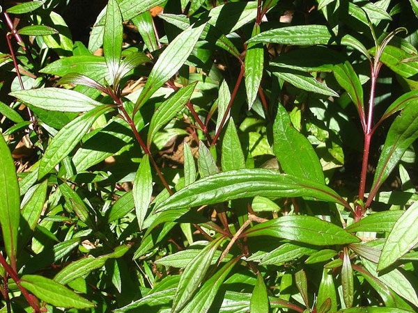  മലബന്ധത്തിന് പരിഹാരം