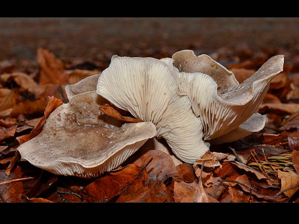  കൊളസ്‌ട്രോള്‍ കുറക്കാന്‍