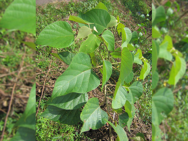  നീര്‍താഴ്ച