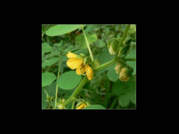 ശ്വാസകോശ സംബന്ധമായ 