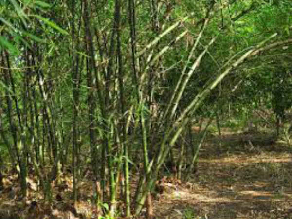 പൊസറ്റീവ് ഊര്‍ജം 