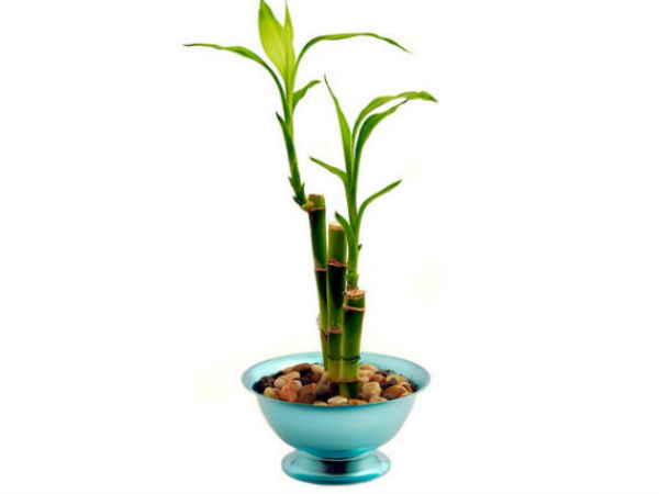 ഫെംഗ്ഷുയി ബാംബൂ