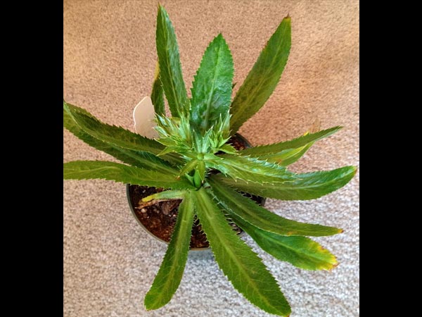 റൈബോഫ്ളാബിൻ കലവറ