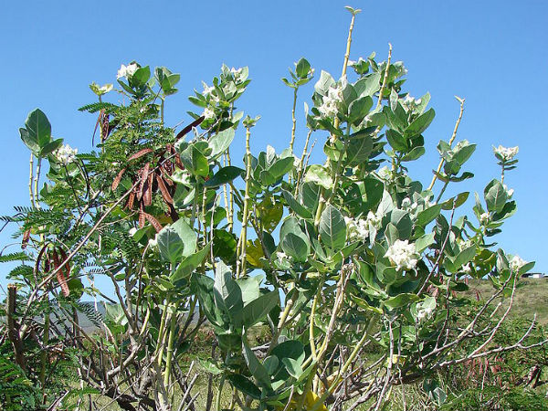 ശിവപൂജക്ക്