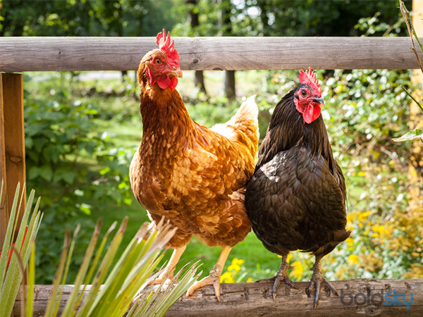 അപ്രതീക്ഷിത ആക്രമണം