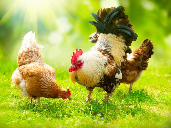  രാവിലെ പതിയിരുന്ന മരണം