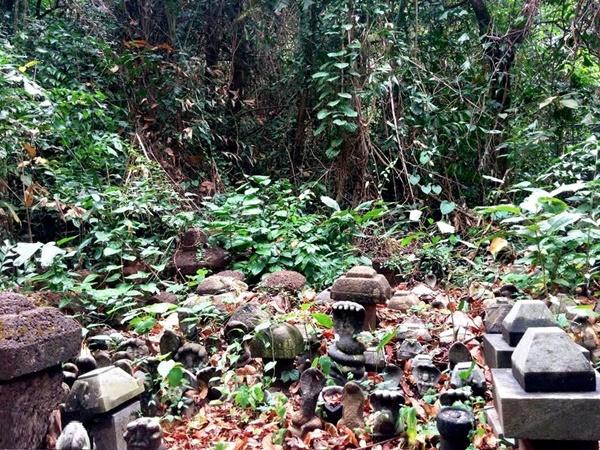 വെള്ളരി 