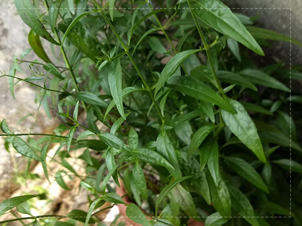 ഇതിന്റെ ഇല 