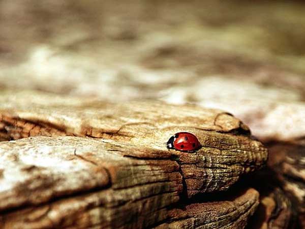 ക്യാന്‍സര്‍ അഥവാ കര്‍ക്കിടക രാശി