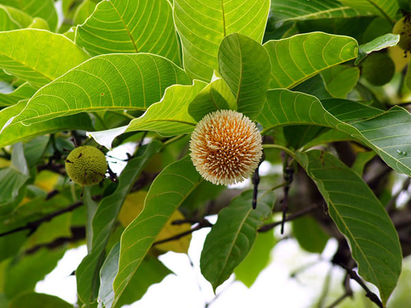 ചില പ്രത്യേകതകള്‍