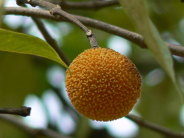 രോഗദായിനിയായ കടമ്പ്