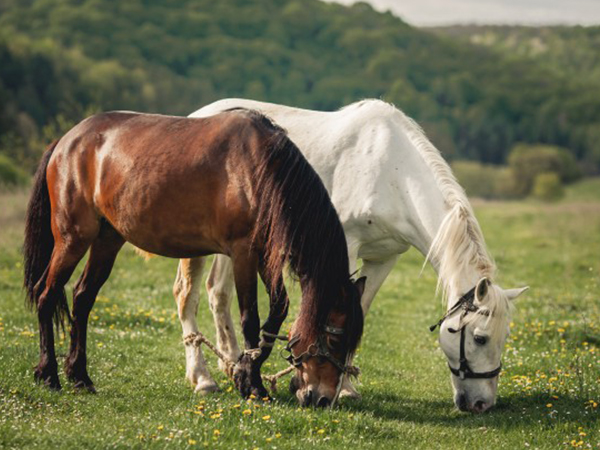 കുതിര പെയിന്റിംഗ് മുന്‍കരുതല്‍