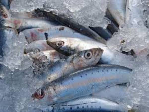 മത്സ്യം