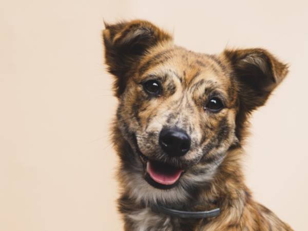 വളര്‍ത്തു മൃഗങ്ങളെ പേടിക്കണോ ? 