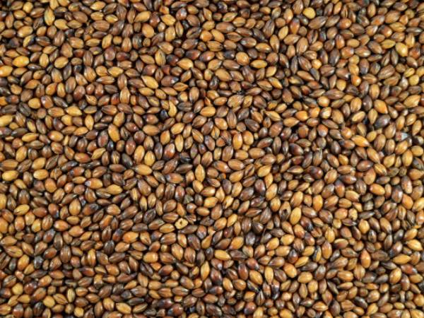 ആരോഗ്യകരമായ രക്തചംക്രമണം