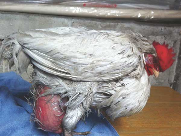 പക്ഷിപ്പനി ചെറുക്കാന്‍ ഈ കാര്യങ്ങള്‍ ശ്രദ്ധിക്കാം