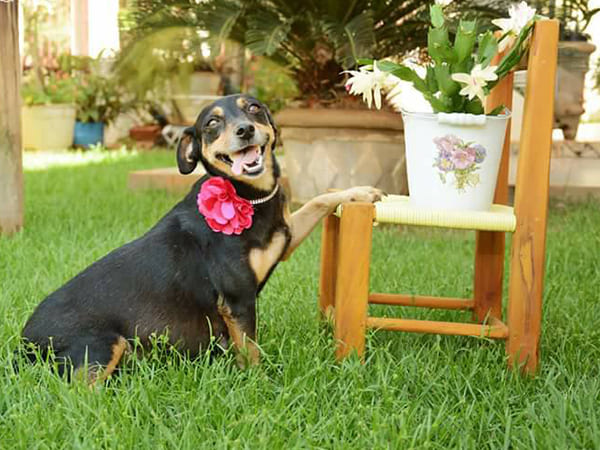  Pregnant Dog Maternity Photo shoot