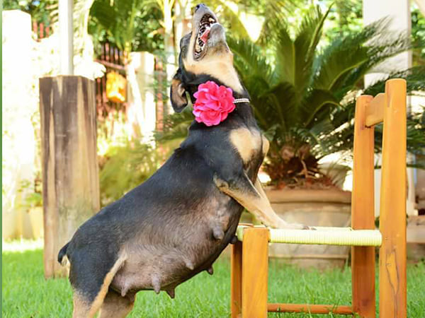  Pregnant Dog Maternity Photo shoot