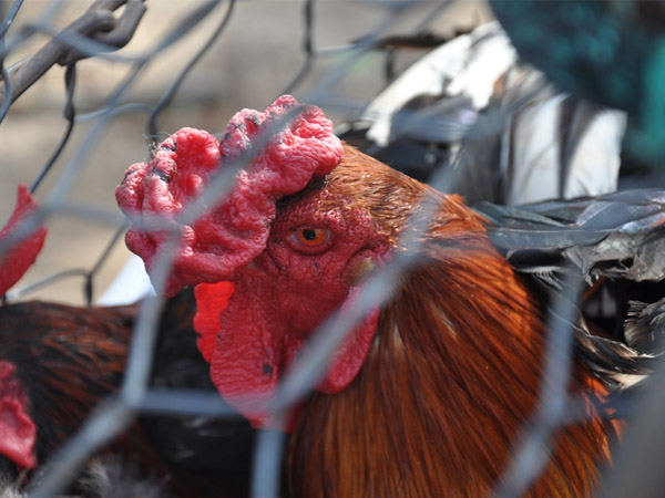 പക്ഷിപ്പനി ചെറുക്കാന്‍ ഈ കാര്യങ്ങള്‍ ശ്രദ്ധിക്കാം