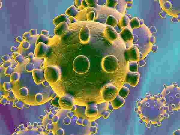 കടുവയ്ക്ക് വൈറസ് ബാധ 