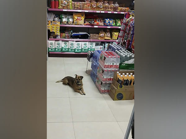 Dog Waited for Three Months Outside Wuhan Hospital Where its Owner Died