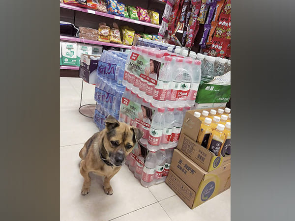 Dog Waited for Three Months Outside Wuhan Hospital Where its Owner Died