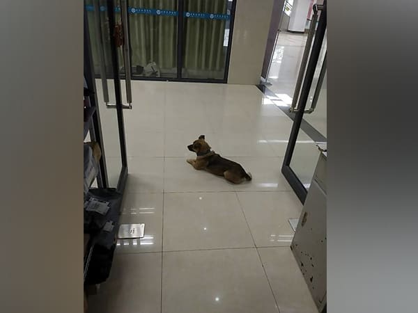 Dog Waited for Three Months Outside Wuhan Hospital Where its Owner Died