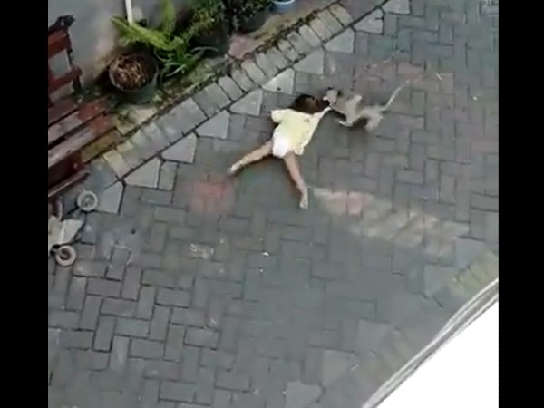 Monkey Riding A Bike Grabs Toddler, Drags Her