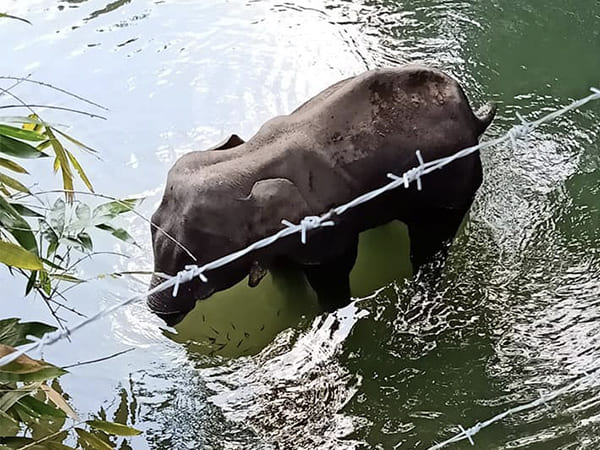 കാട്ടുപന്നികള്‍ക്ക് വെച്ച കെണി