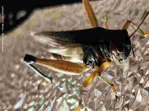 മനുഷ്യരെ ആക്രമിക്കുമോ