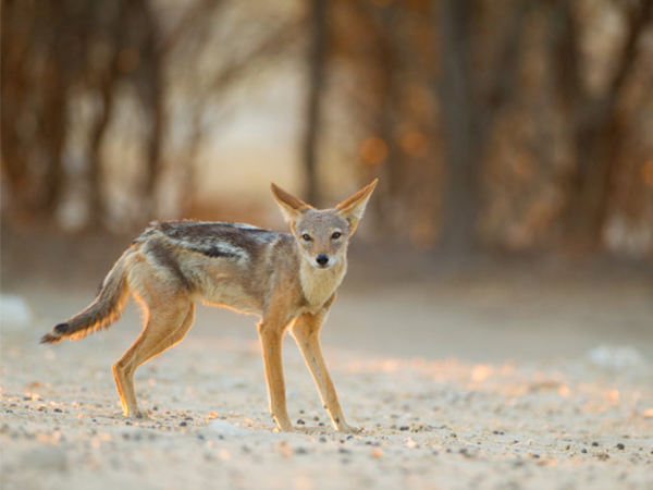 കുറുക്കന്‍