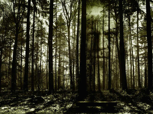 World Environment Day 2020: Date, Theme, History and Significance