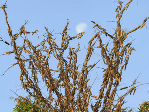 കൂട്ടരില്‍ ഭീകരന്‍ ഡെസേര്‍ട്ട് ലോക്കസ്റ്റ് 