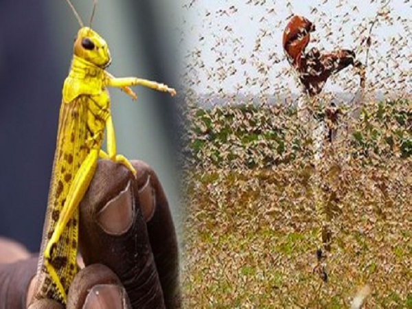 പുതിയ കാലാവസ്ഥയുമായി ഇണങ്ങിച്ചേരുന്നു