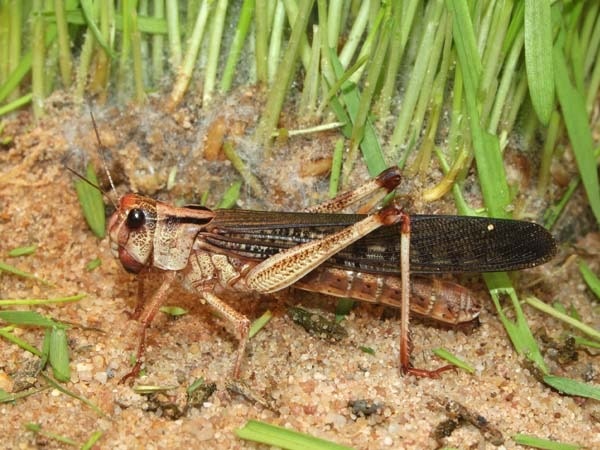 വെട്ടുകിളികള്‍ പലവിധം