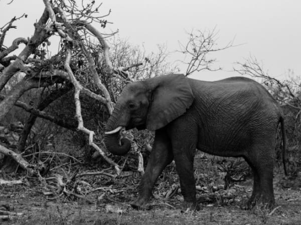 ചില 'ആനക്കാര്യങ്ങള്‍' 