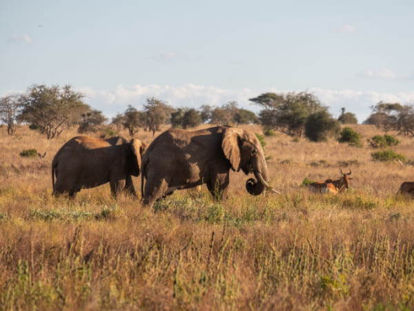 ചില 'ആനക്കാര്യങ്ങള്‍' 