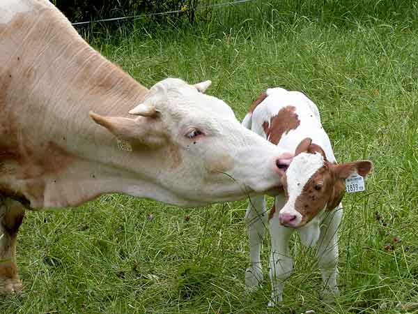 രോഗബാധ സംഭവിച്ചത്