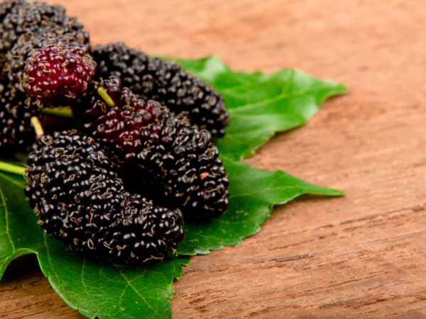 മള്‍ബറി ചായ എങ്ങനെ തയ്യാറാക്കാം