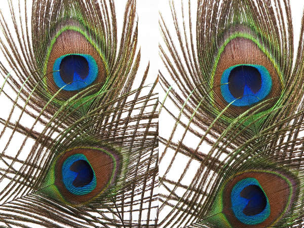 നെഗറ്റീവ് എനര്‍ജികള്‍ ഒഴിവാക്കാന്‍