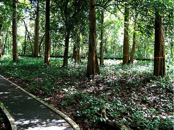 ലോകത്തിലെ ഏറ്റവും പഴയ തേക്ക് മരങ്ങള്‍