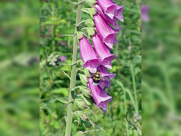 ഫോക്‌സ്‌ഗ്ലോവ്