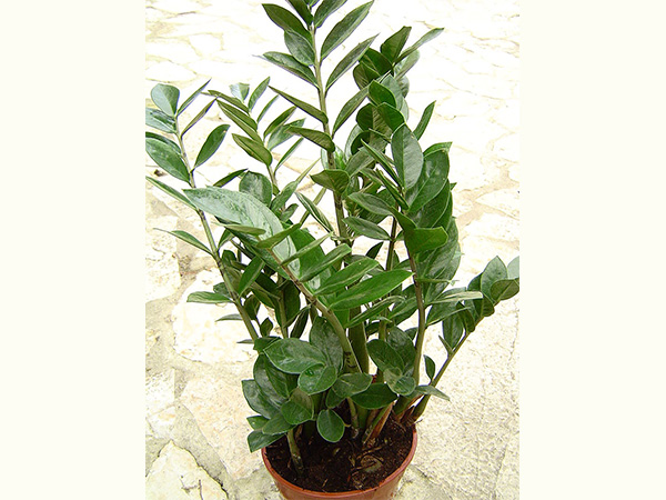  ഇസെഡ് പ്ലാന്റ്