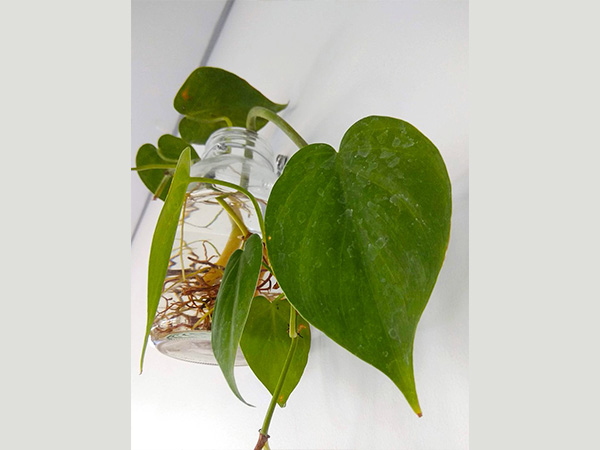 ഹാര്‍ട്ട്ലീഫ് ഫിലോഡെന്‍ഡ്രോണ്‍