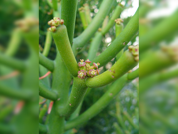 യൂഫോര്‍ബിയ തിരുകാല്ലിസ് 