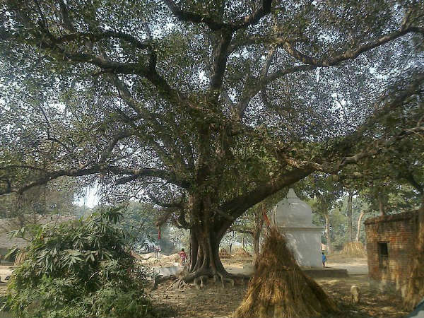 കടവൃക്ഷം