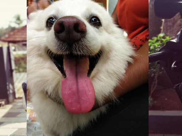 ഇന്ത്യന് സ്പിറ്റ്സിനെ കൈകാര്യം ചെയ്യല് ഇന്ത്യന് സ്പിറ്റ്സിനെ കൈകാര്യം ചെയ്യല്