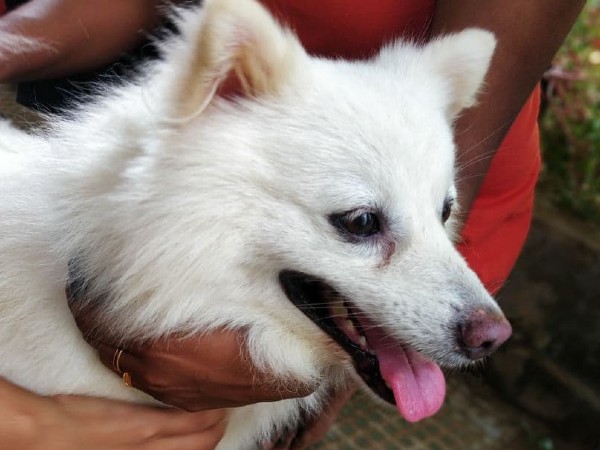 ഇന്ത്യന് സ്പിറ്റ്സ് കെയര് ടിപ്പുകള് ഇന്ത്യന് സ്പിറ്റ്സ് കെയര് ടിപ്പുകള്