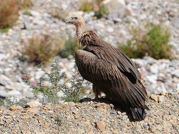 കഴുകന് ഭക്ഷണമാക്കുന്നു